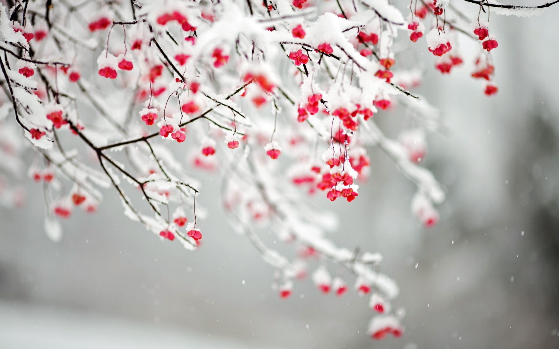 Brighten Up Your Winter Garden Organically Green