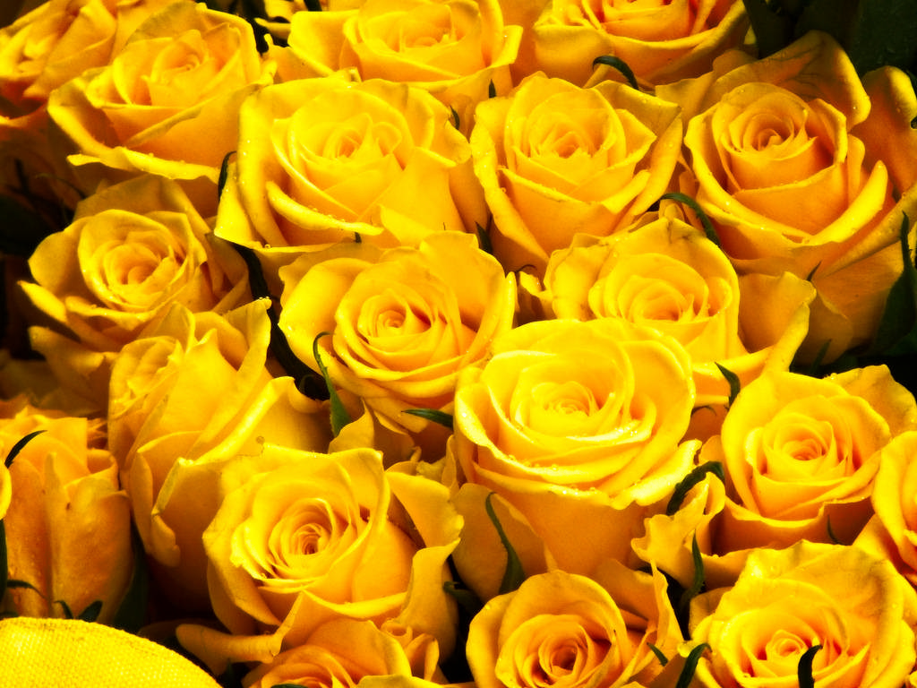 Yellow Roses Image Pics Wallpaper Photos Bouquet In HD