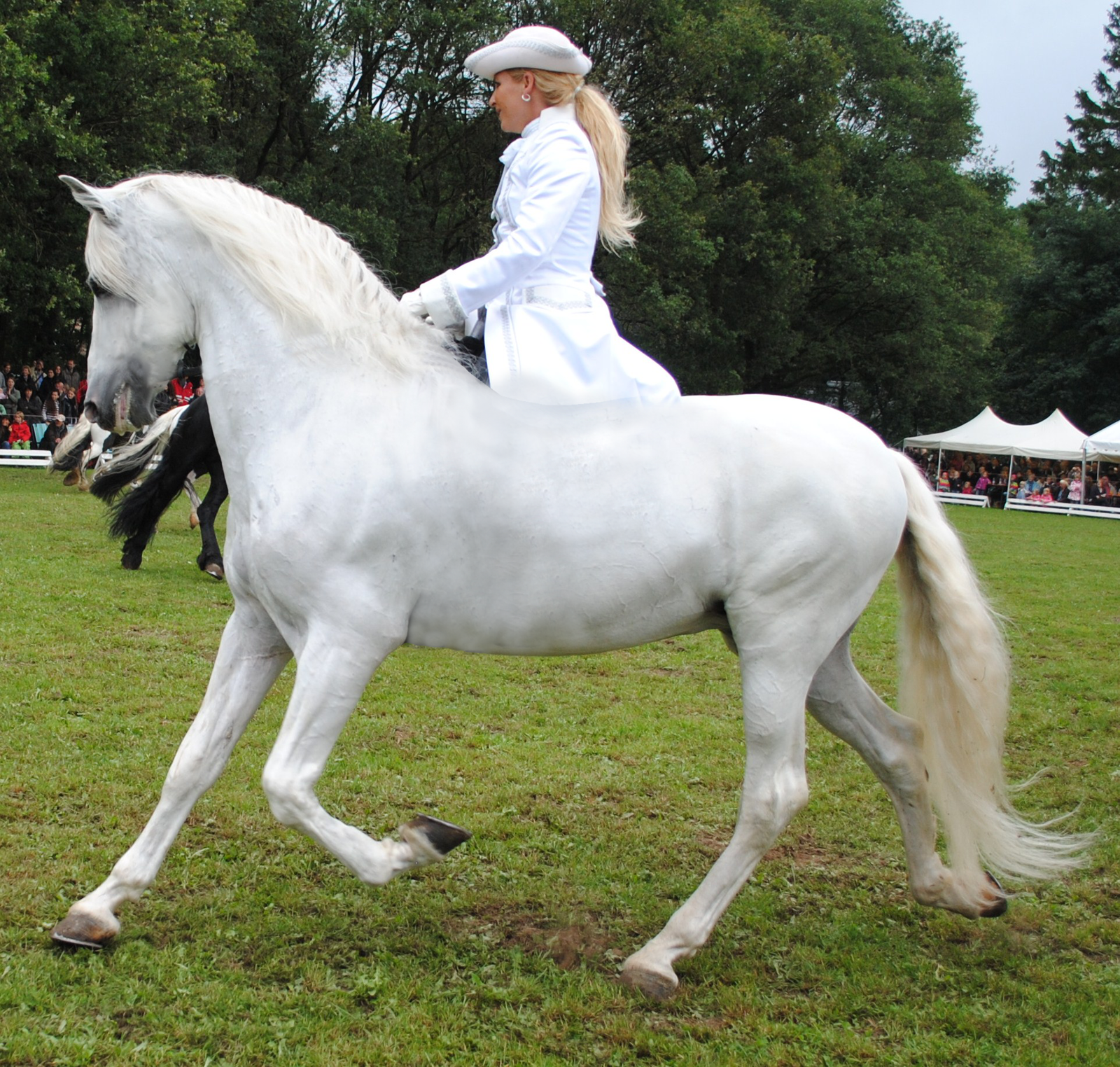 Removed Tack White Dressage By Jennasettle