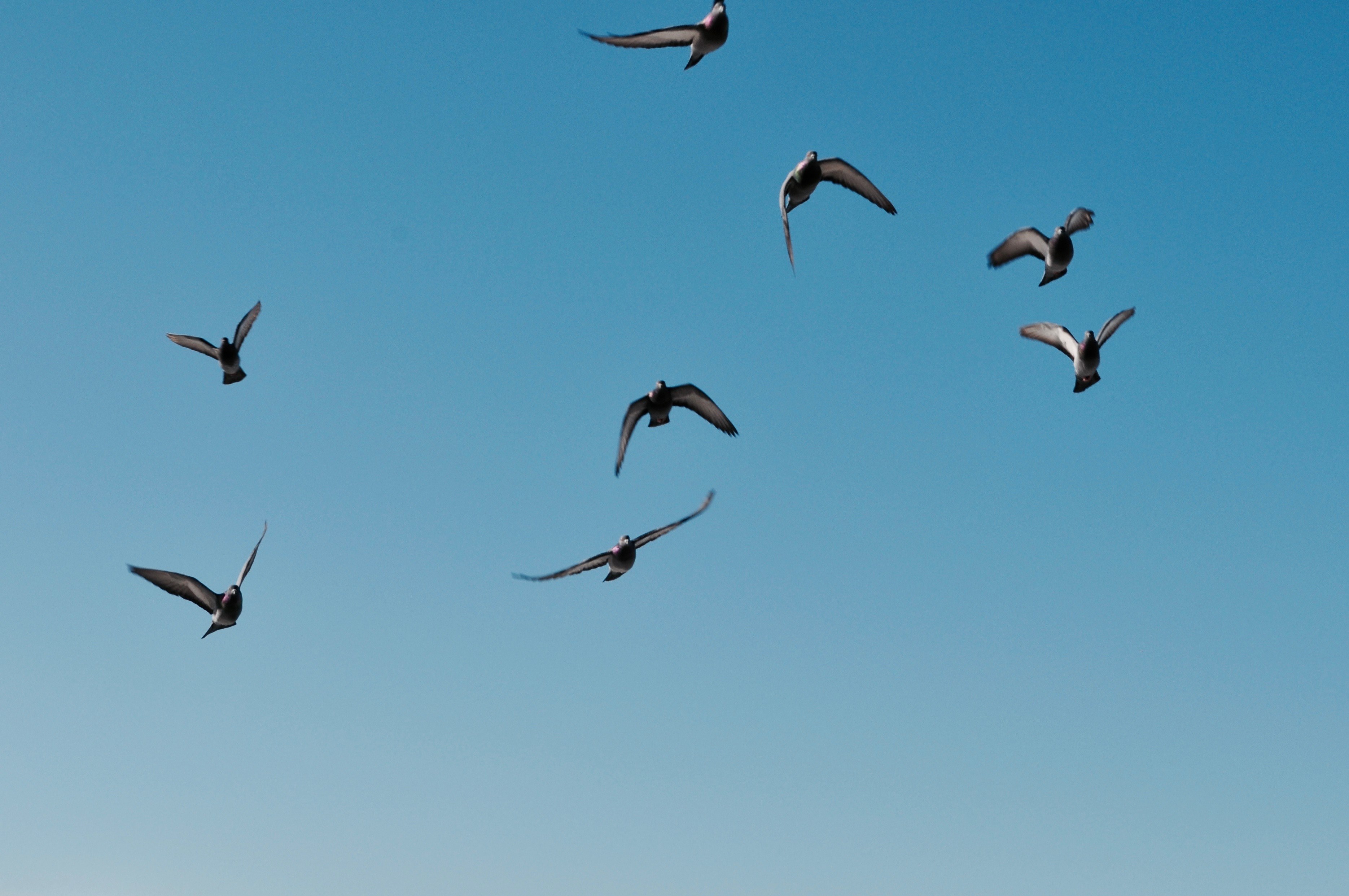 Flight Wing Flying Bird And 4k HD Wallpaper