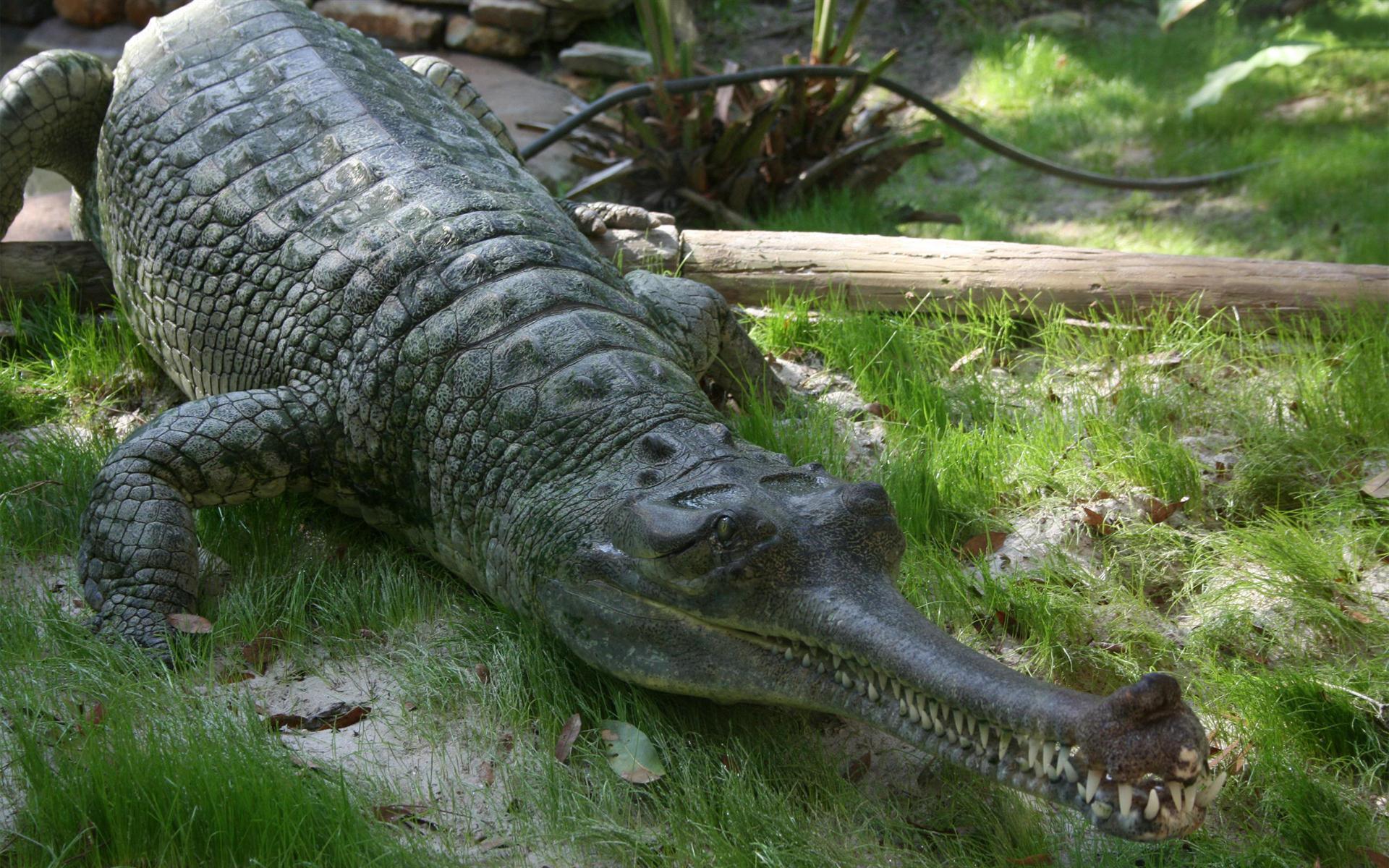 Scary Wallpaper Crocodile Gharial Reptile Desktop