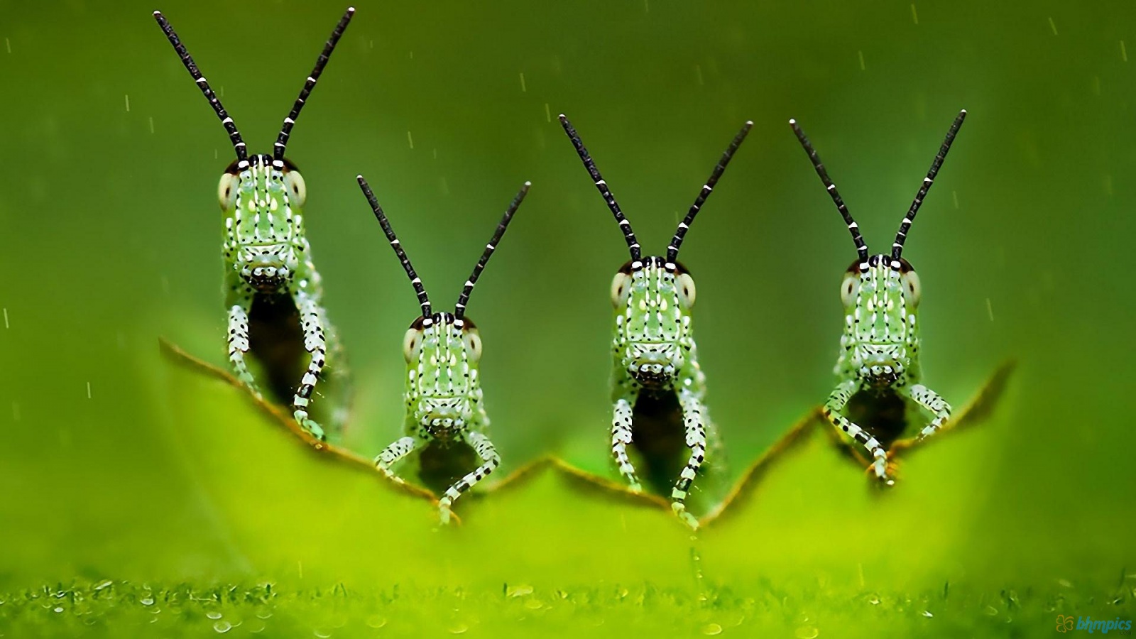 Little Green Insects HD Wallpaper Res