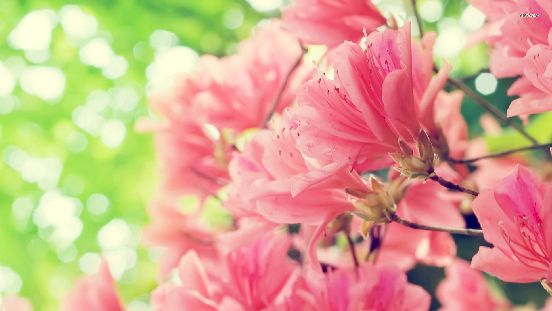 Peach Flowers Wallpaper - WallpaperSafari