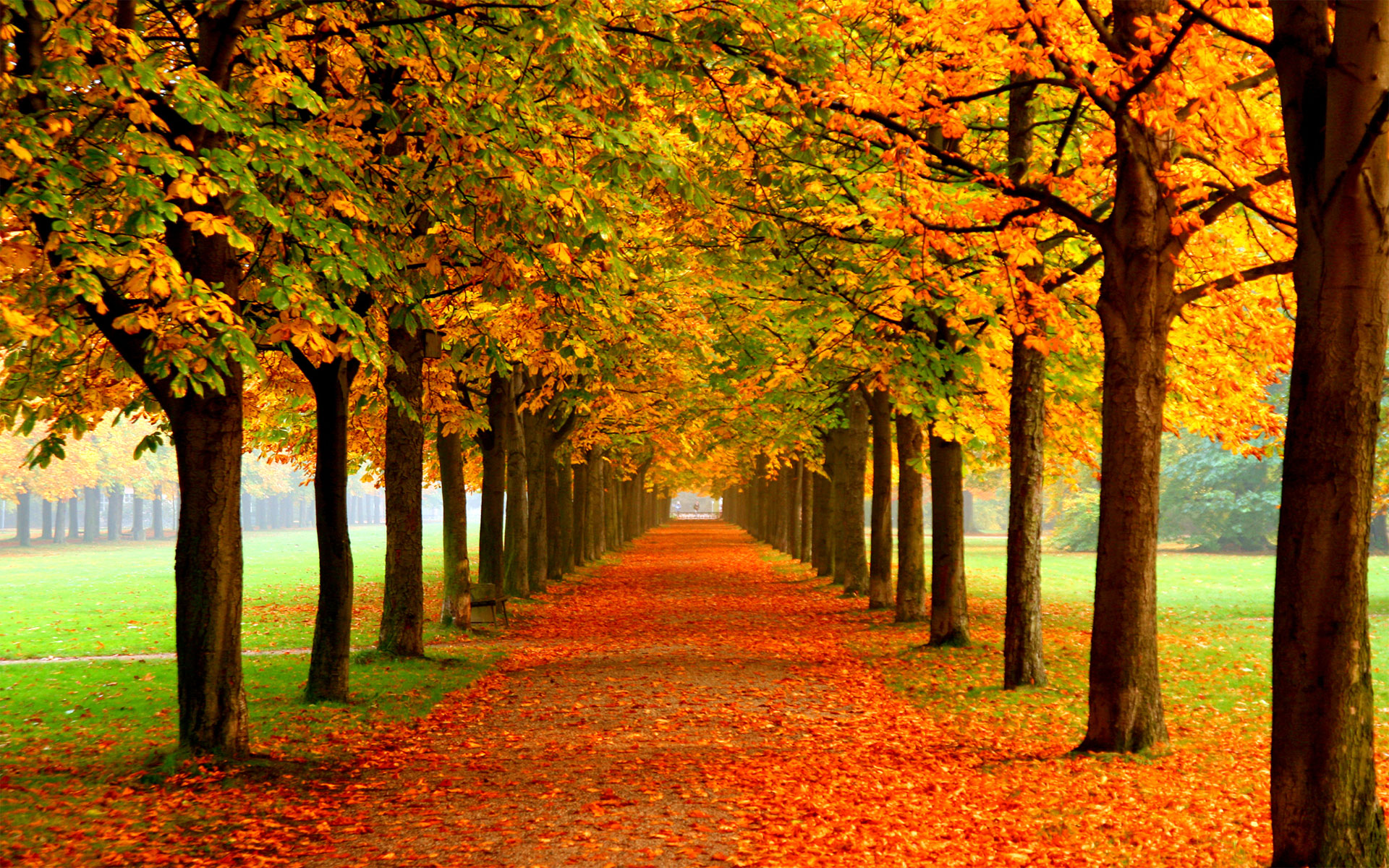 A picturesque autumn pathway lined with colorful trees, ideal for a desktop wallpaper