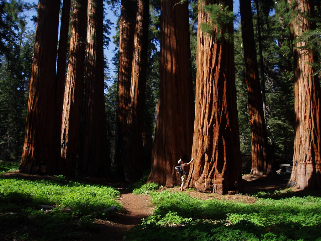 Sequoia National Forest Tree Park Wallpaper