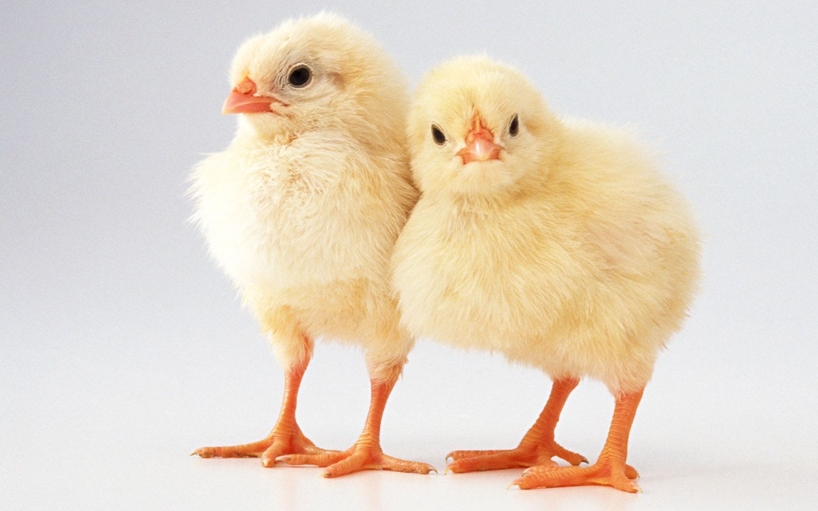 Baby Chicks Vitamin Deficiency And Chickens