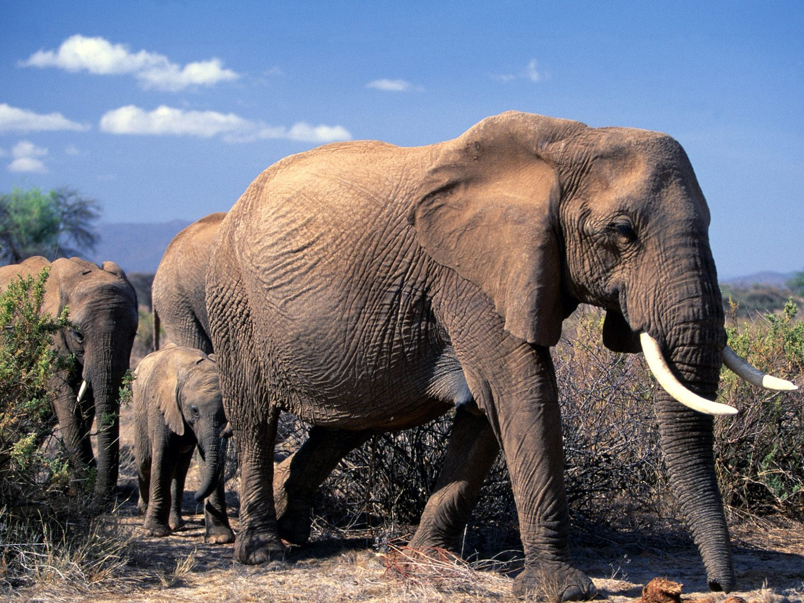 Hq African Elephants Africa Wallpaper