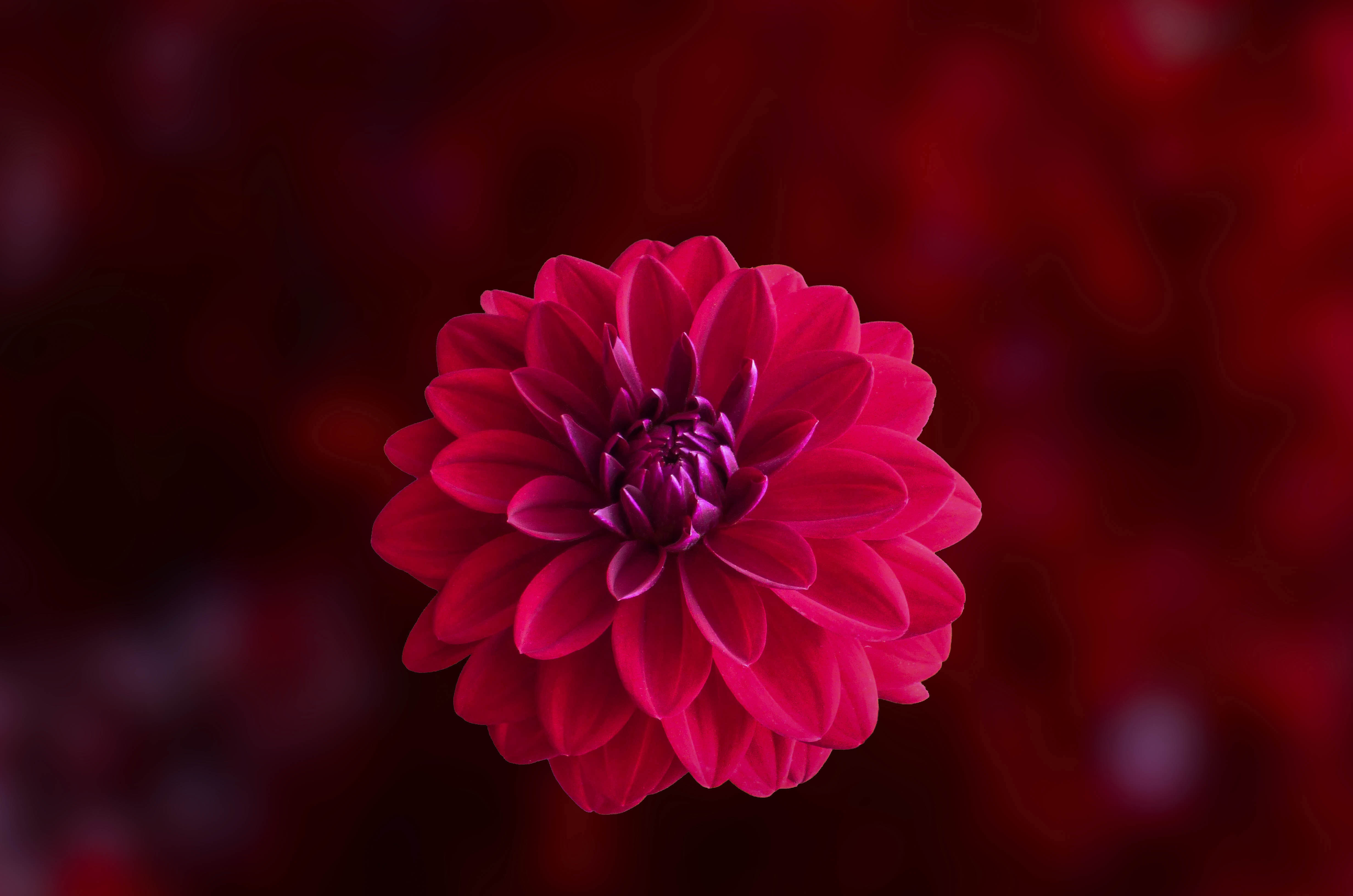 Pink Dahlia Flower Hd Flowers 4k Wallpaper Image
