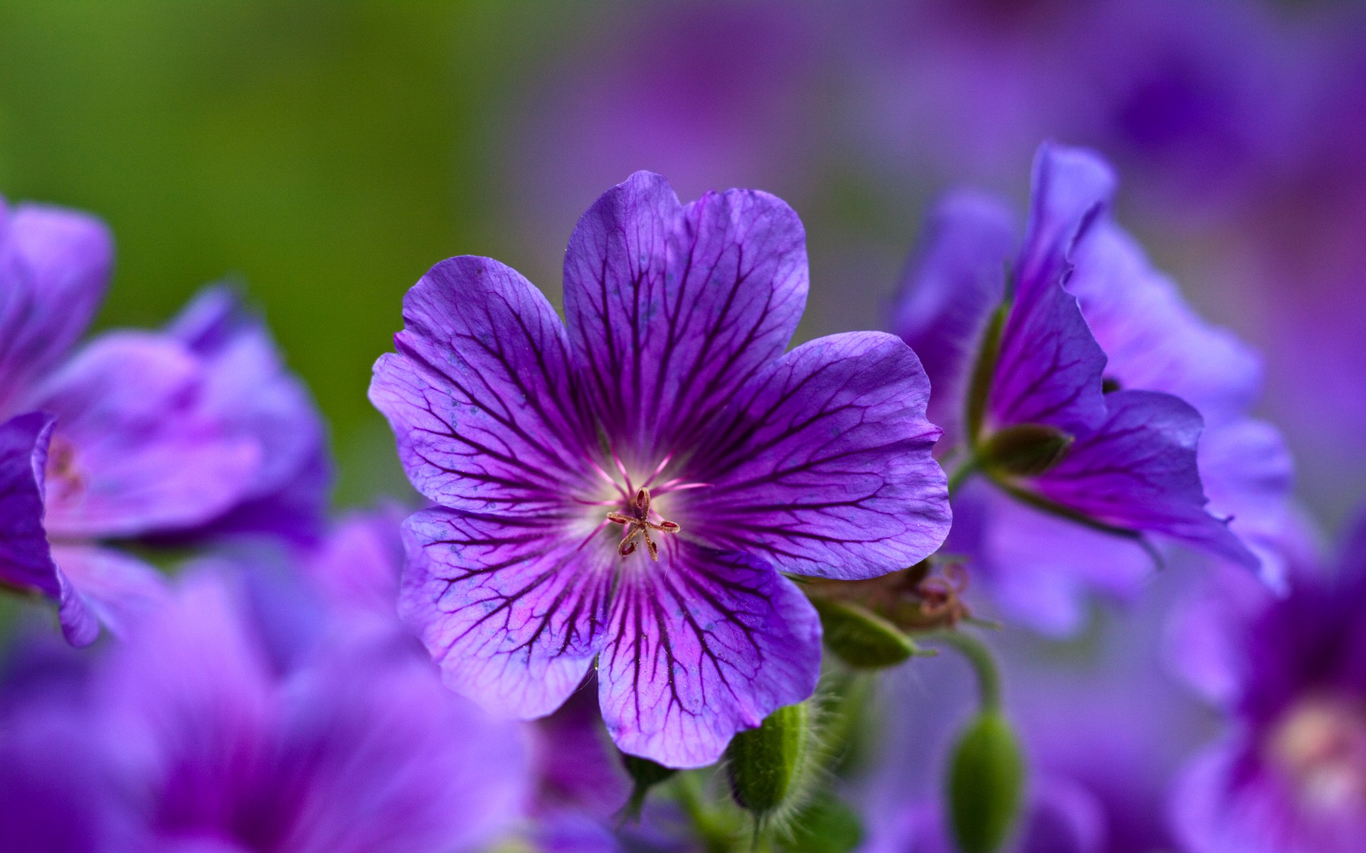 Purple Flower Wallpaper HD Background Desktop