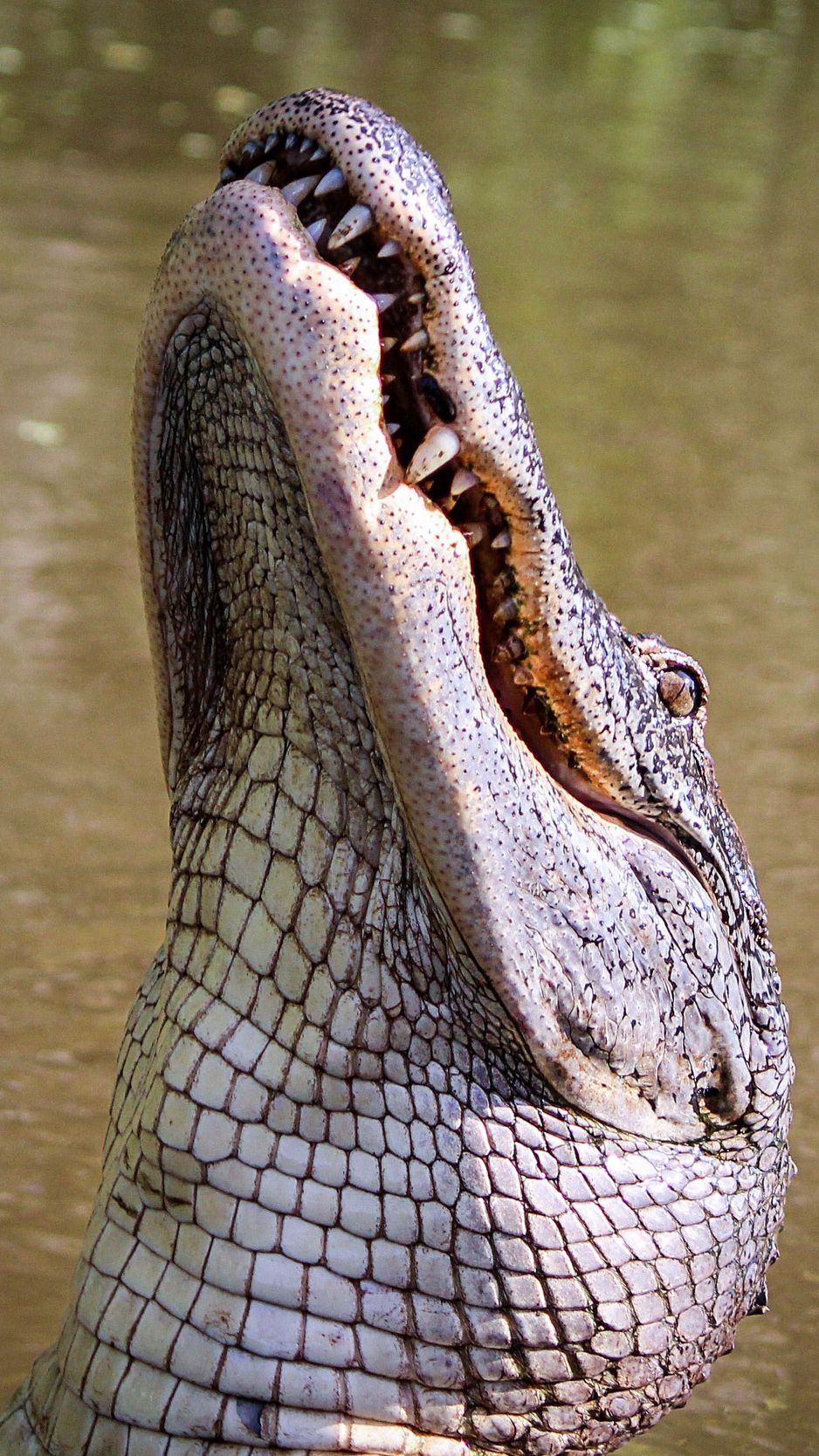 Wallpaper Alligator Reptile Carnivore