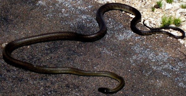 Amazing Black Mamba Snake Facts