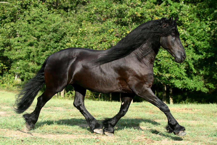 Trotting Friesian Stallion By Larissaallen
