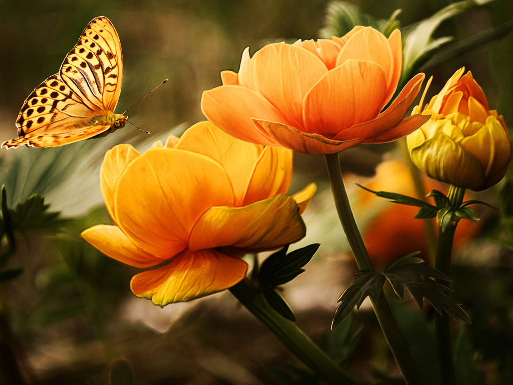 free-download-yellow-butterfly-on-the-flowers-wallpaper-free-download