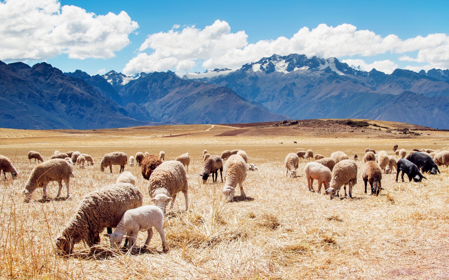 Peru Sheep Fields Wallpaper HD