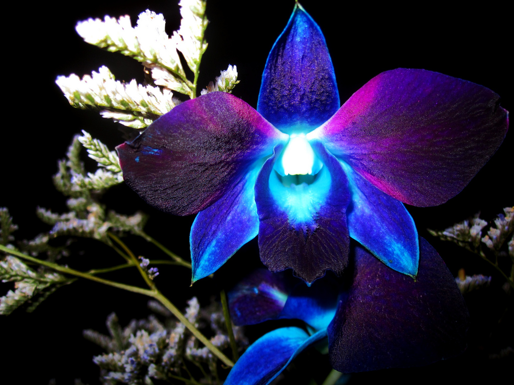 Exotic Blue Orchid Flower HD Wallpaper