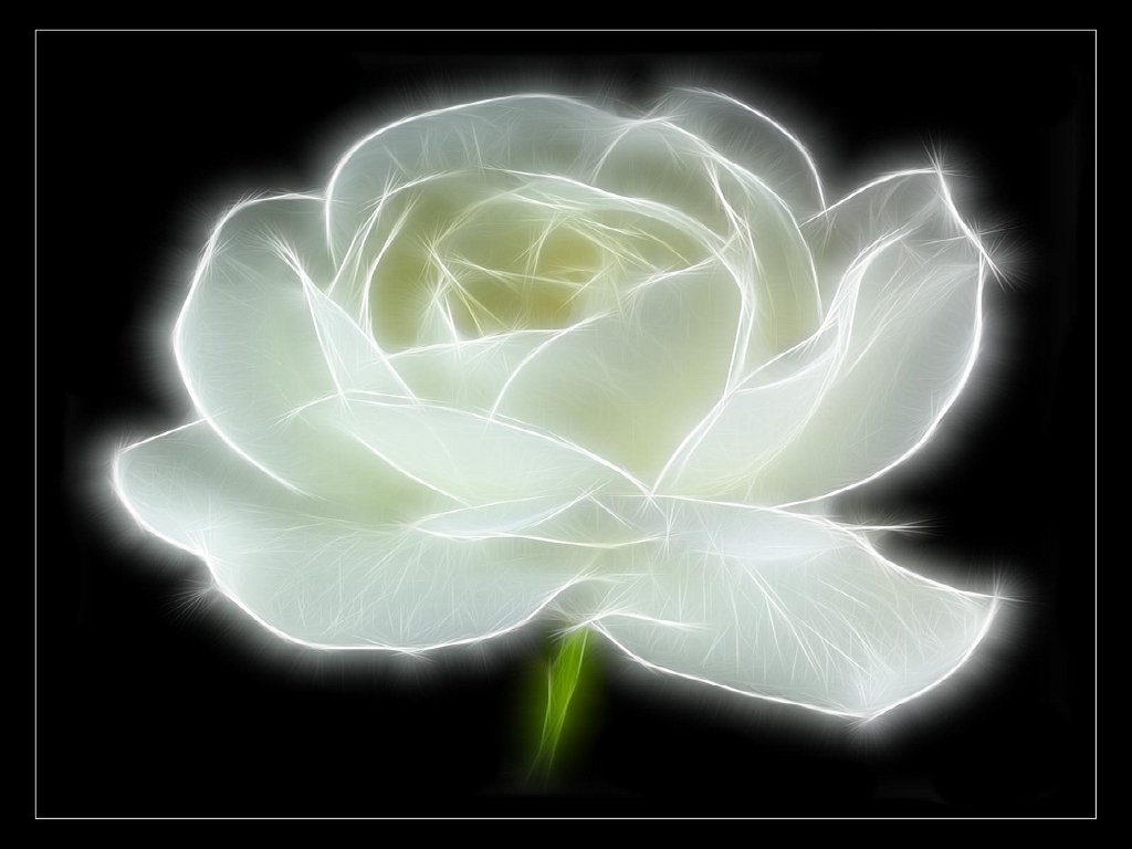 White Rose Flower Wallpaper Pure
