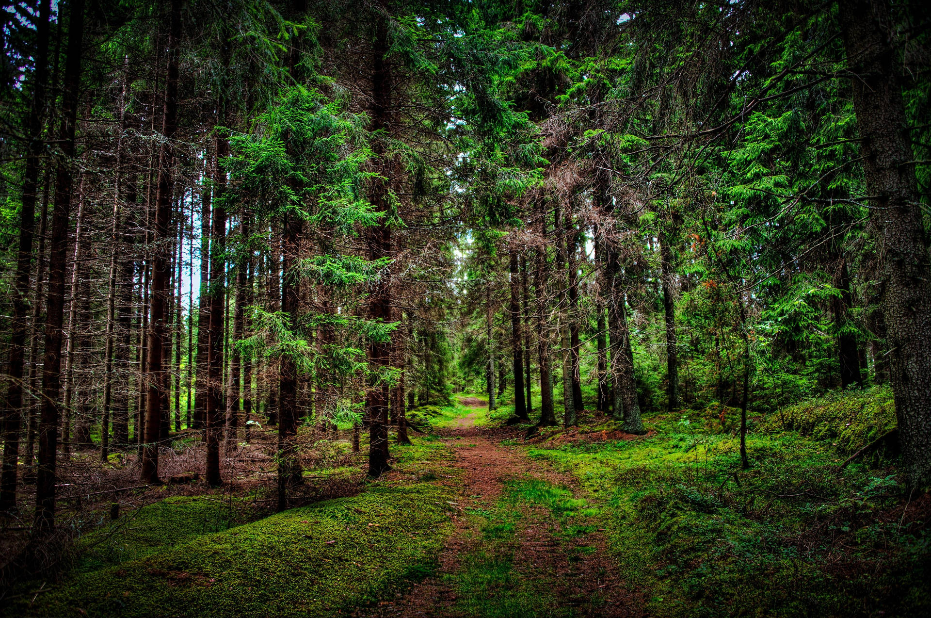 Green Tree Wallpaper