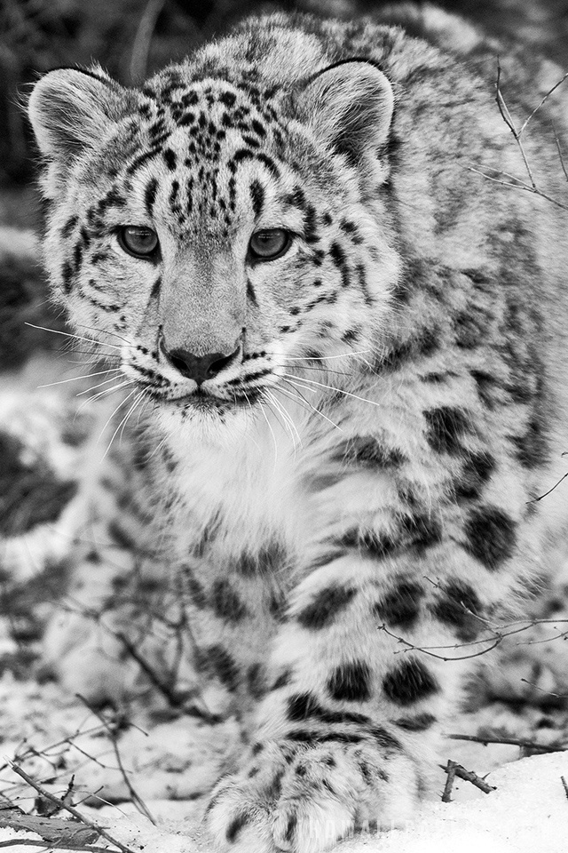 Amazing Snow Leopard HD Wallpaper   iHD Wallpapers 640x960