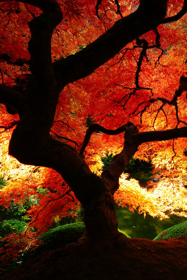 Beautiful Autumn Wallpaper iPhone