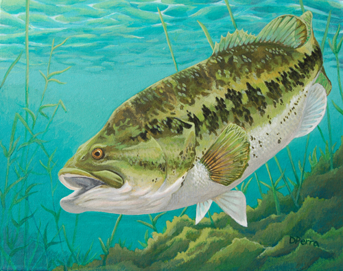 Largemouth Bass By Pescareperra