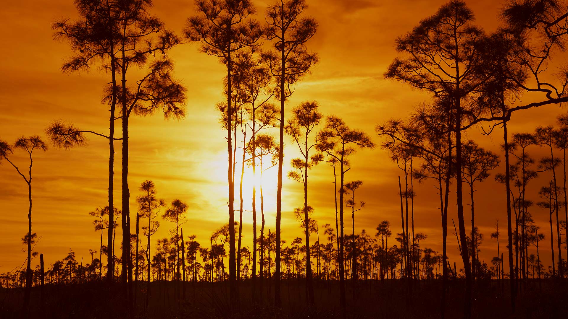 Everglades Trees Bing Wallpaper