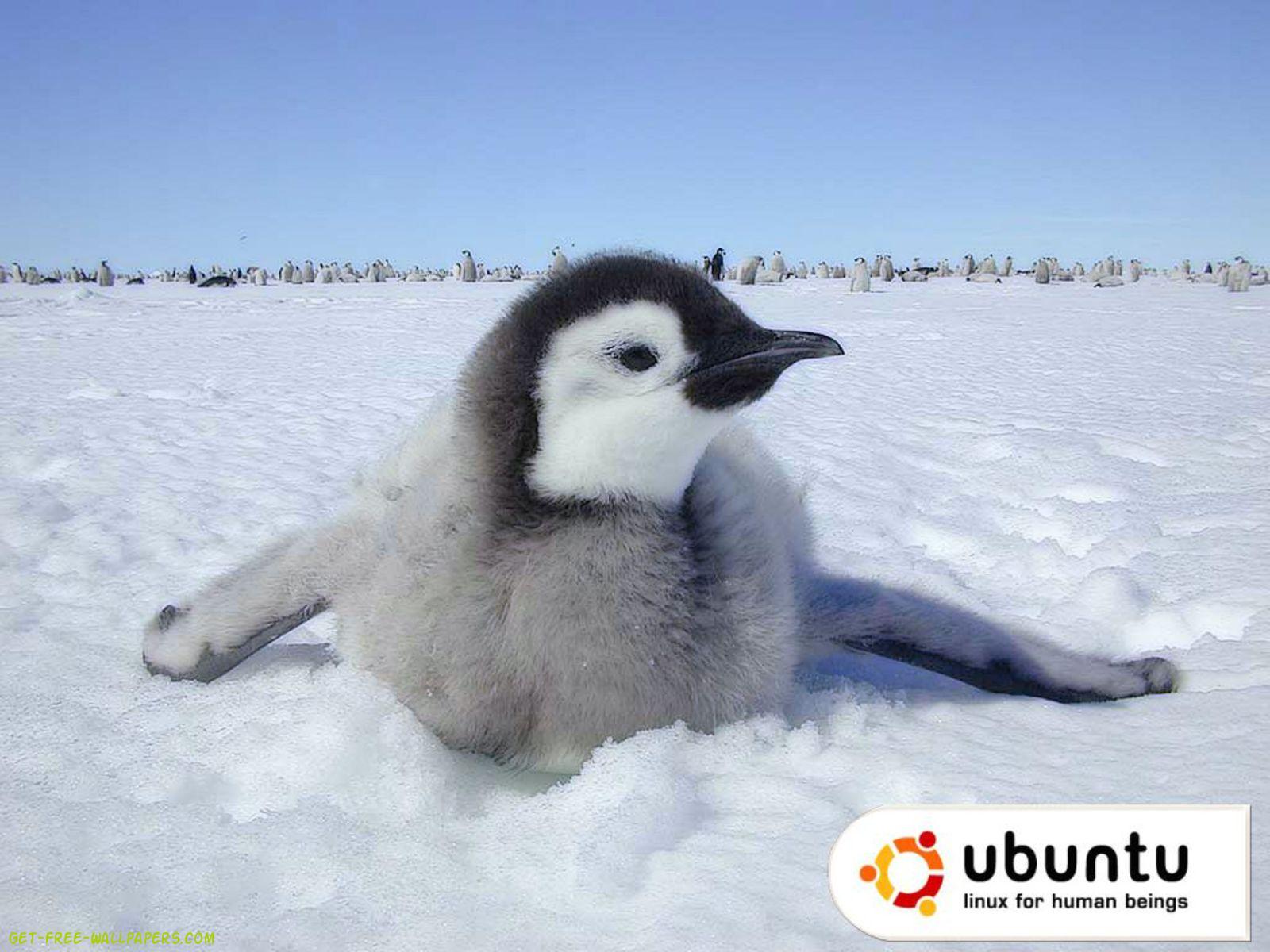 Ubuntu Baby Penguin Wallpaper