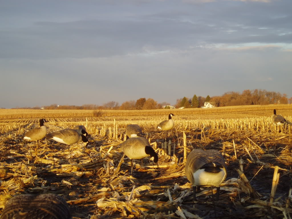 Goose Hunting Background Image