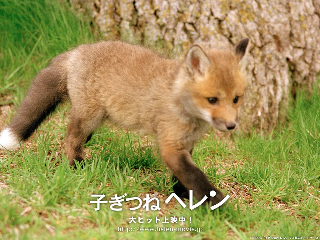 Baby Fennec Fox Wallpaper HD Image Crazy Gallery