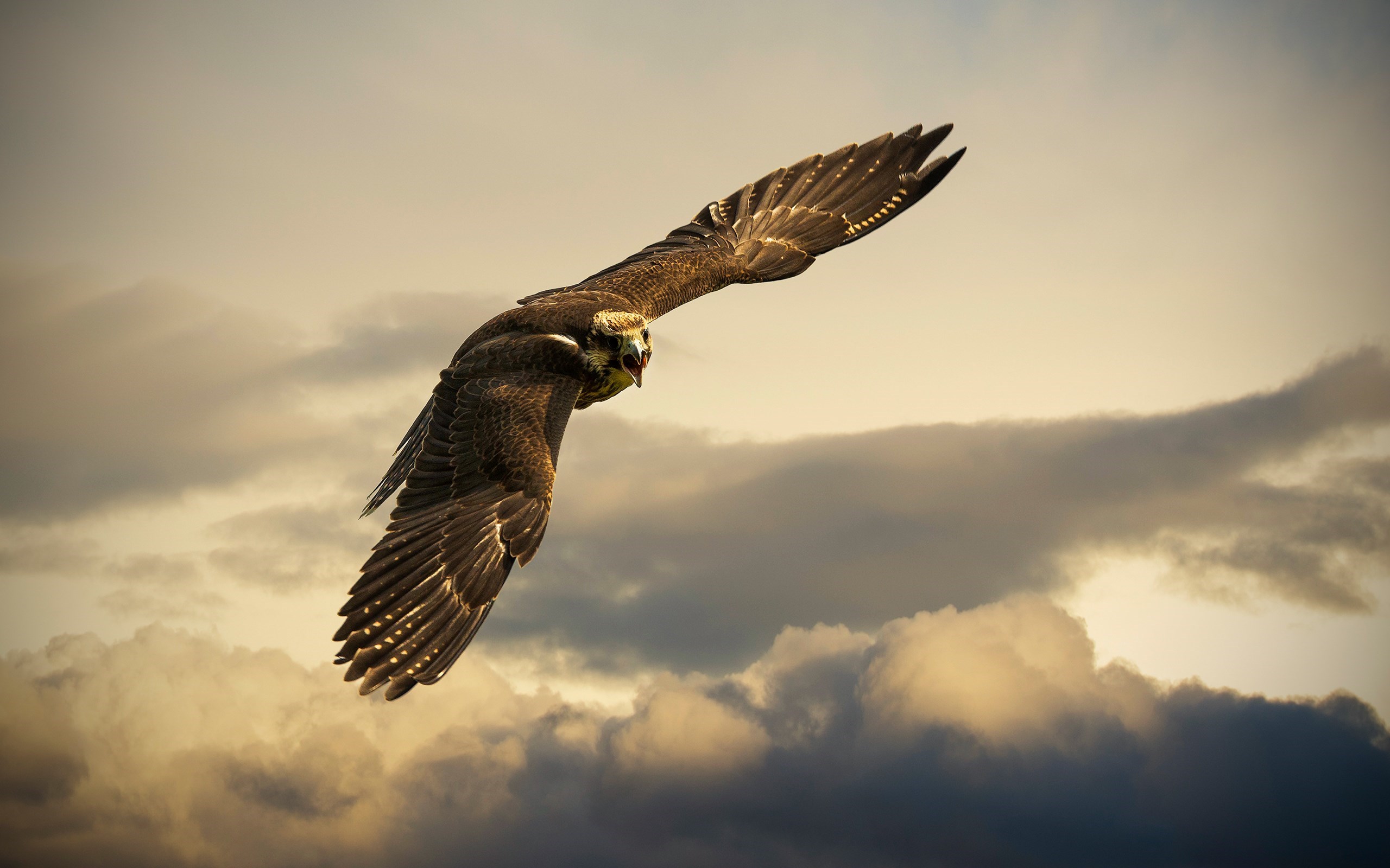 Bird Falcon Wallpaper In Animals With All