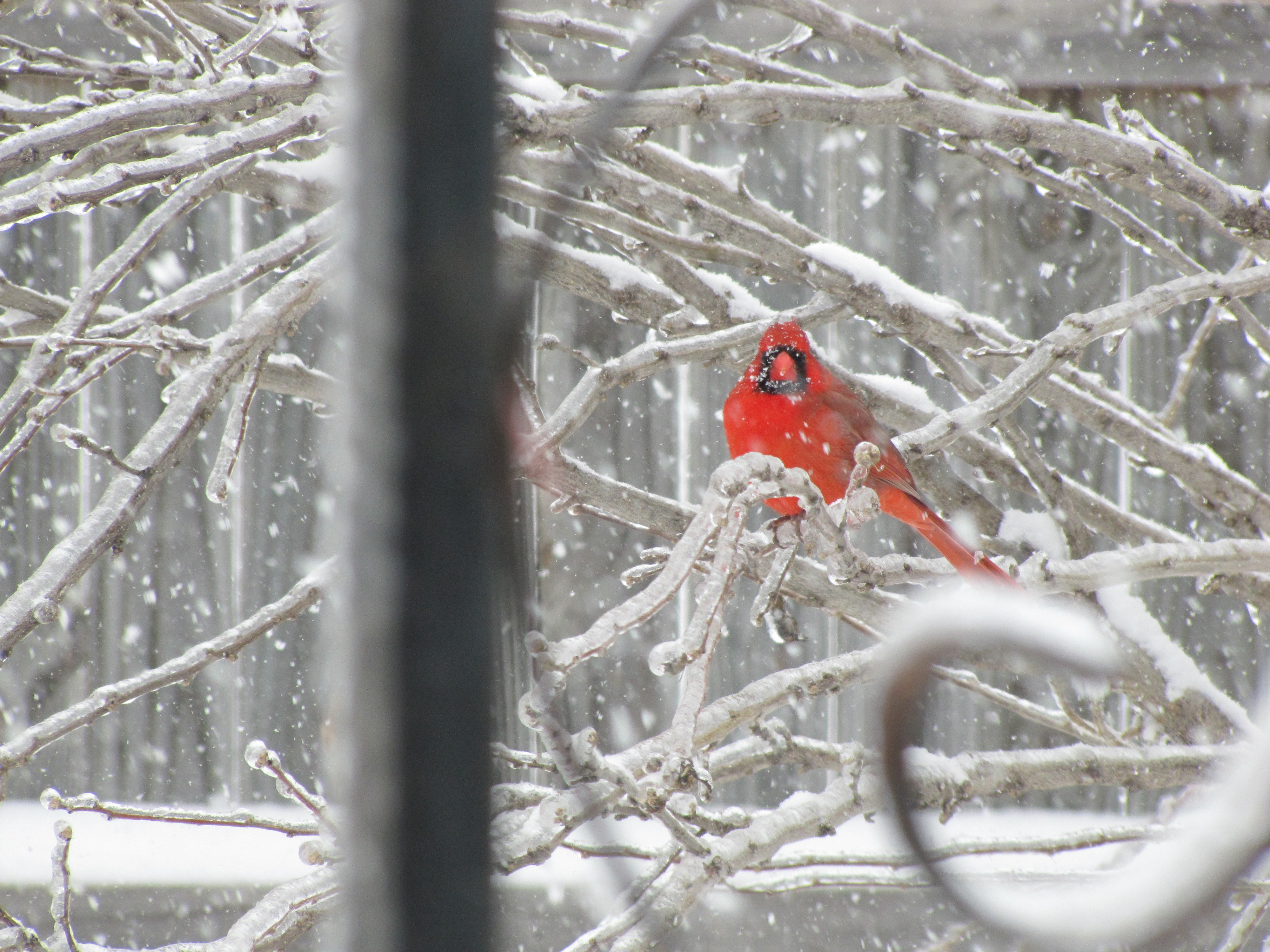 Snow Birds Branches Northern Cardinal HD Wallpaper Of General Car