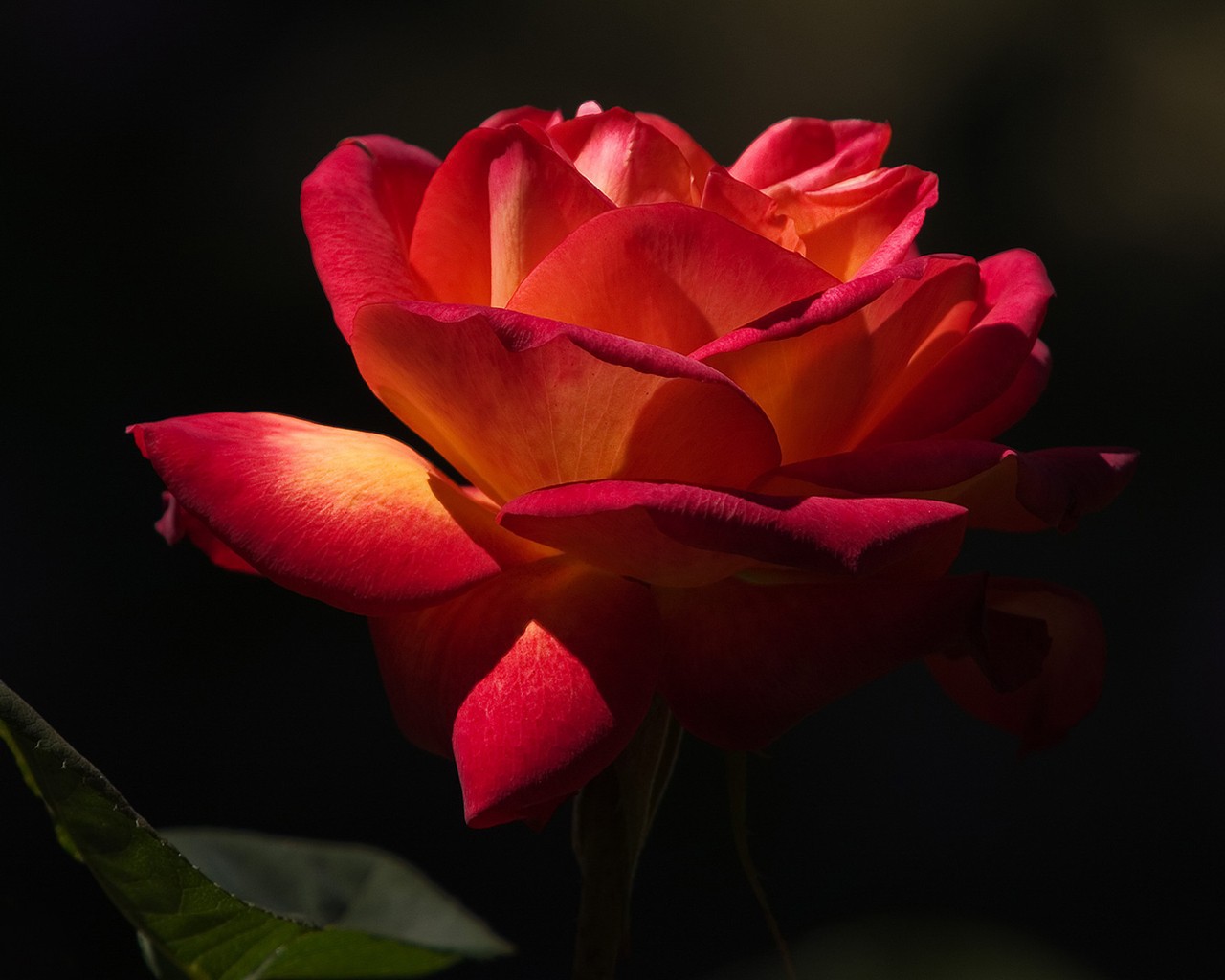 Red rose on a black background wallpapers and images   wallpapers