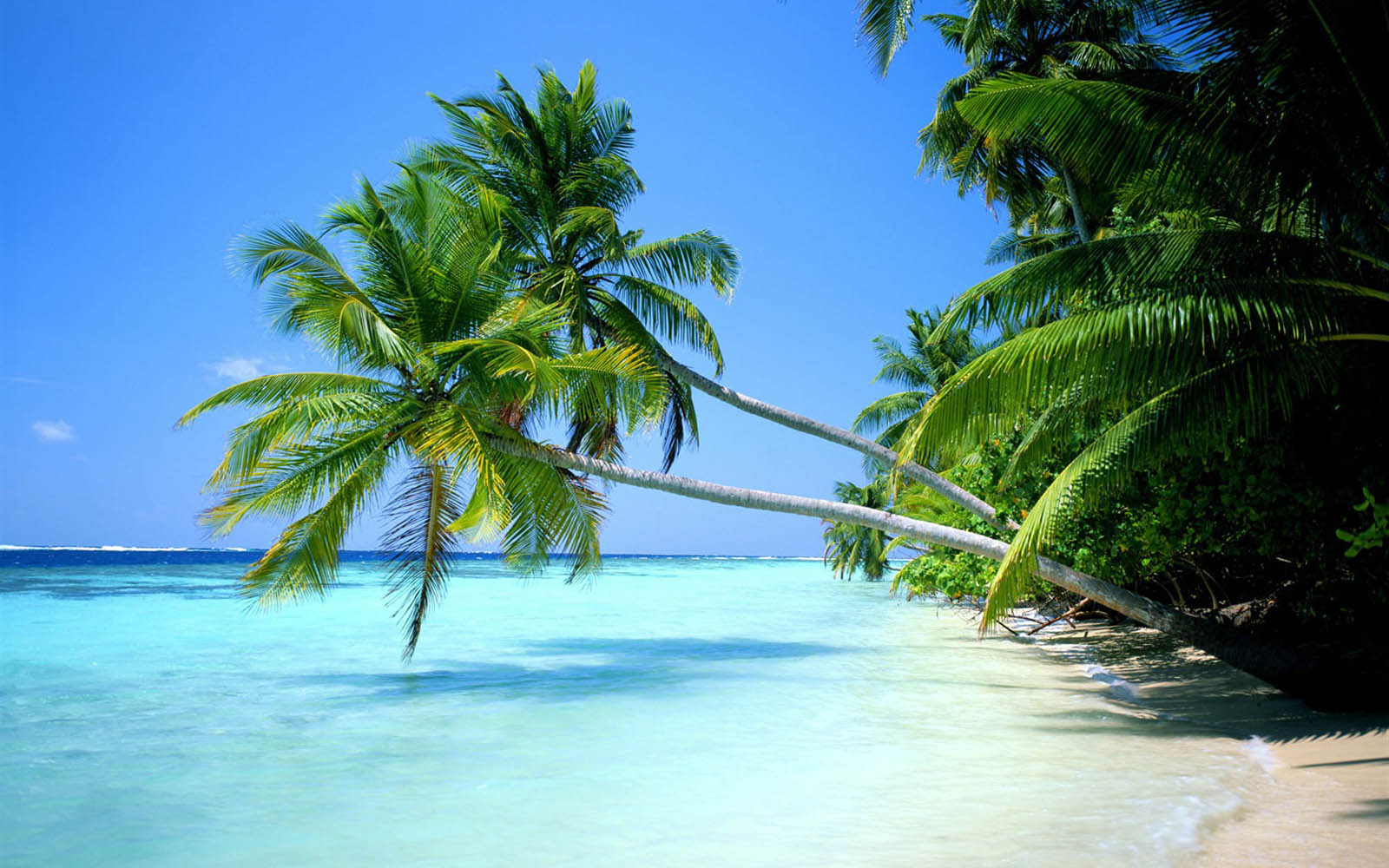 Tag Coconut Tree Wallpapers BackgroundsPhotos Images and Pictures