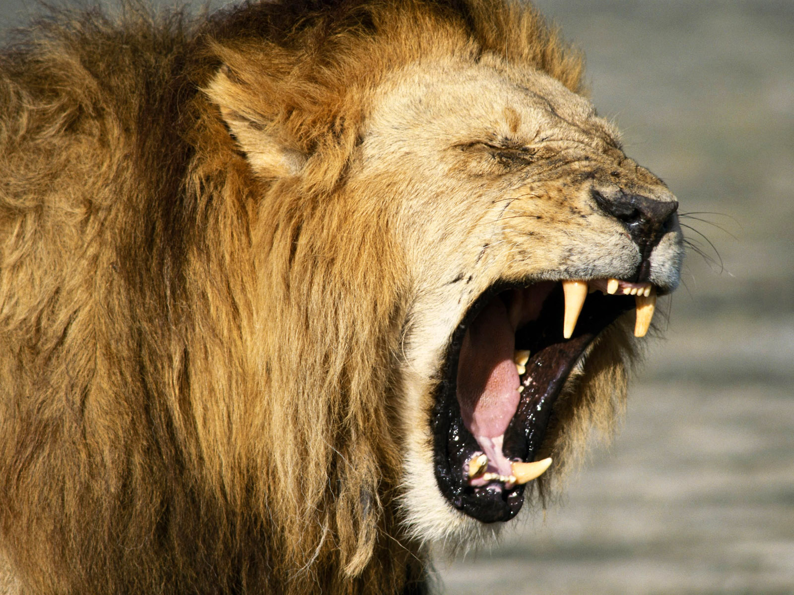 A close-up of a male lion yawning, showcasing its powerful teeth and mane