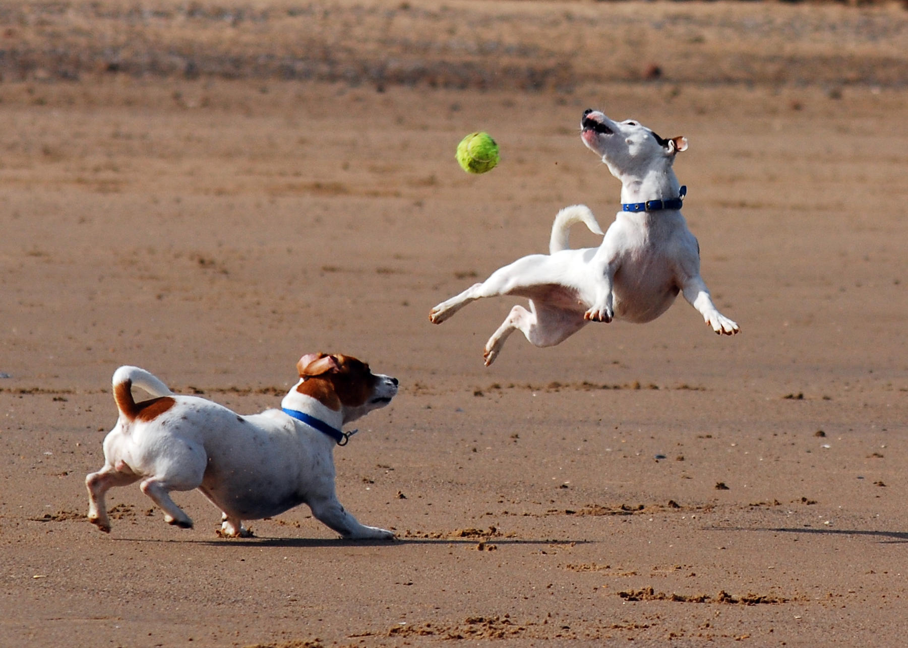 Jack Russell Terrier Dogs Photo And Wallpaper Beautiful Playing