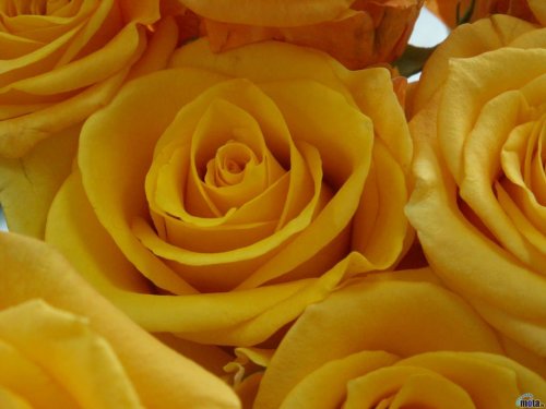 Yellow Roses Wallpaper Enjoy For Your