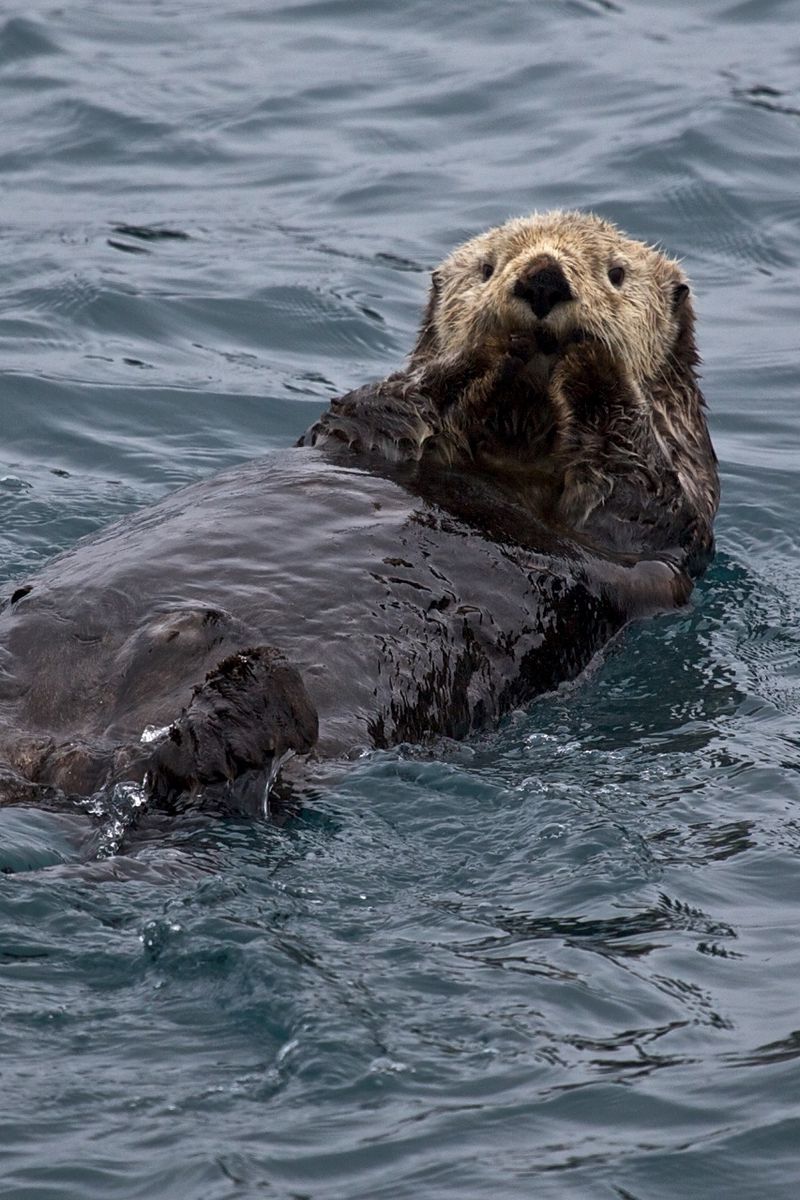 Wallpaper Otter Water Swim Wet iPhone 4s