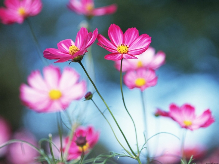 Pink And White Cosmos Wallpaper Experts