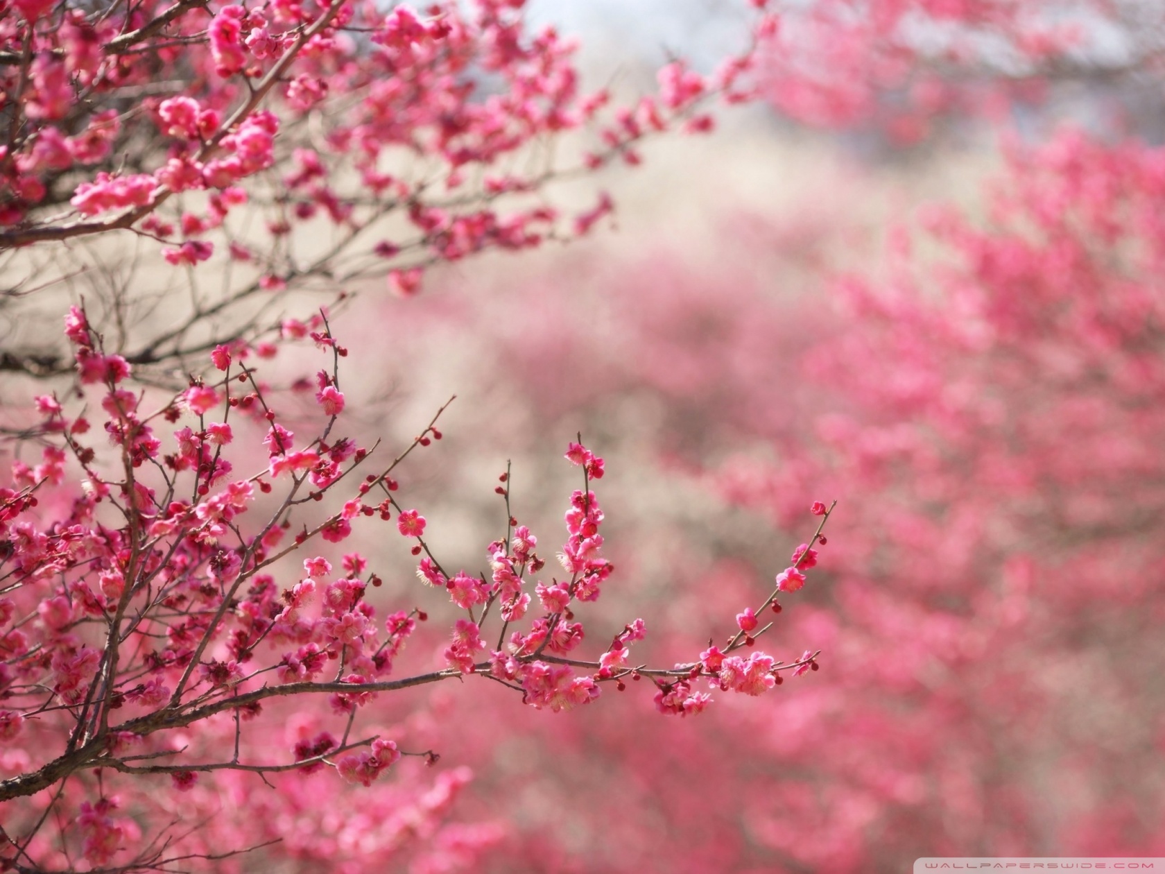 HD Wallpaper X K Cherry Blossom Jpg