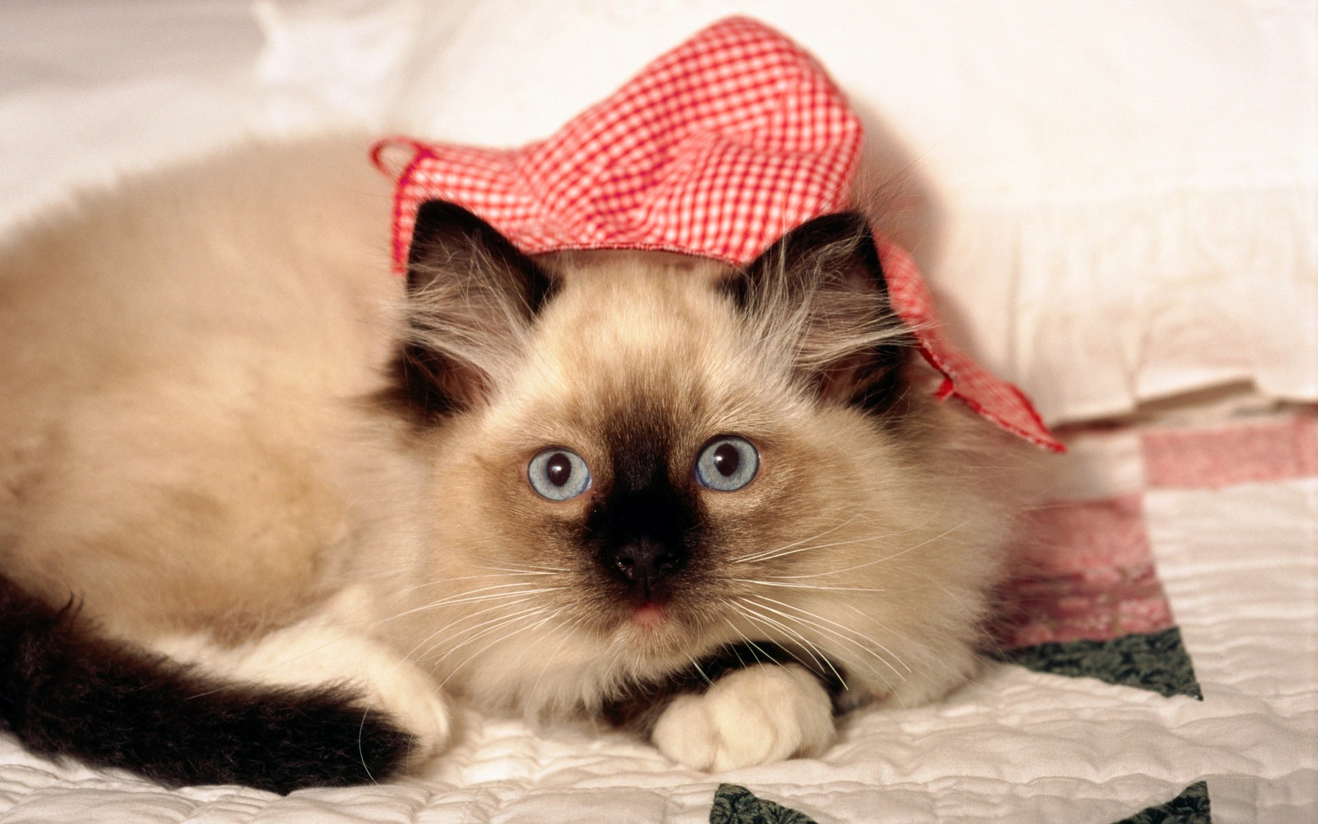 Siamese Baby Cat Wallpaper
