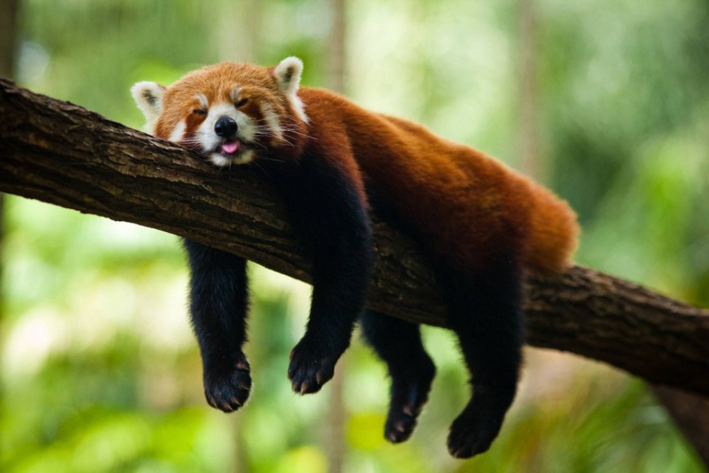 Baby Red Pandas Wallpaper Panda