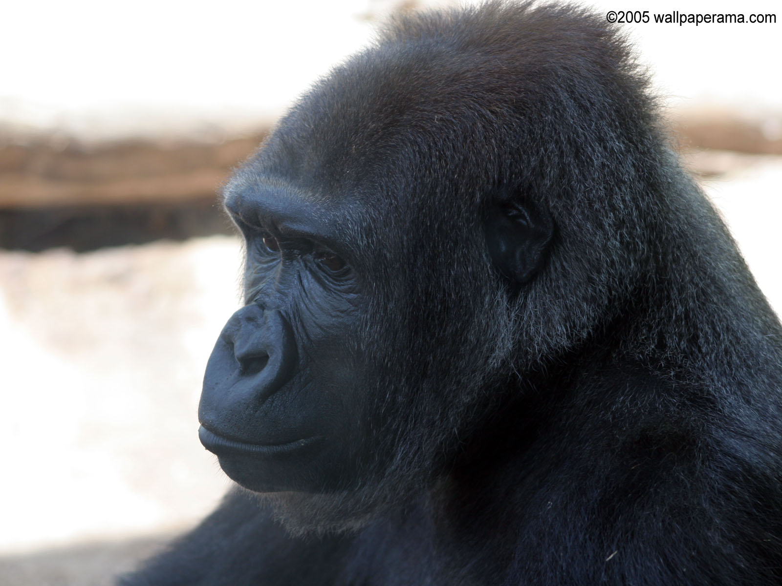 Black Gorilla Wallpaper HD Background Image Pictures