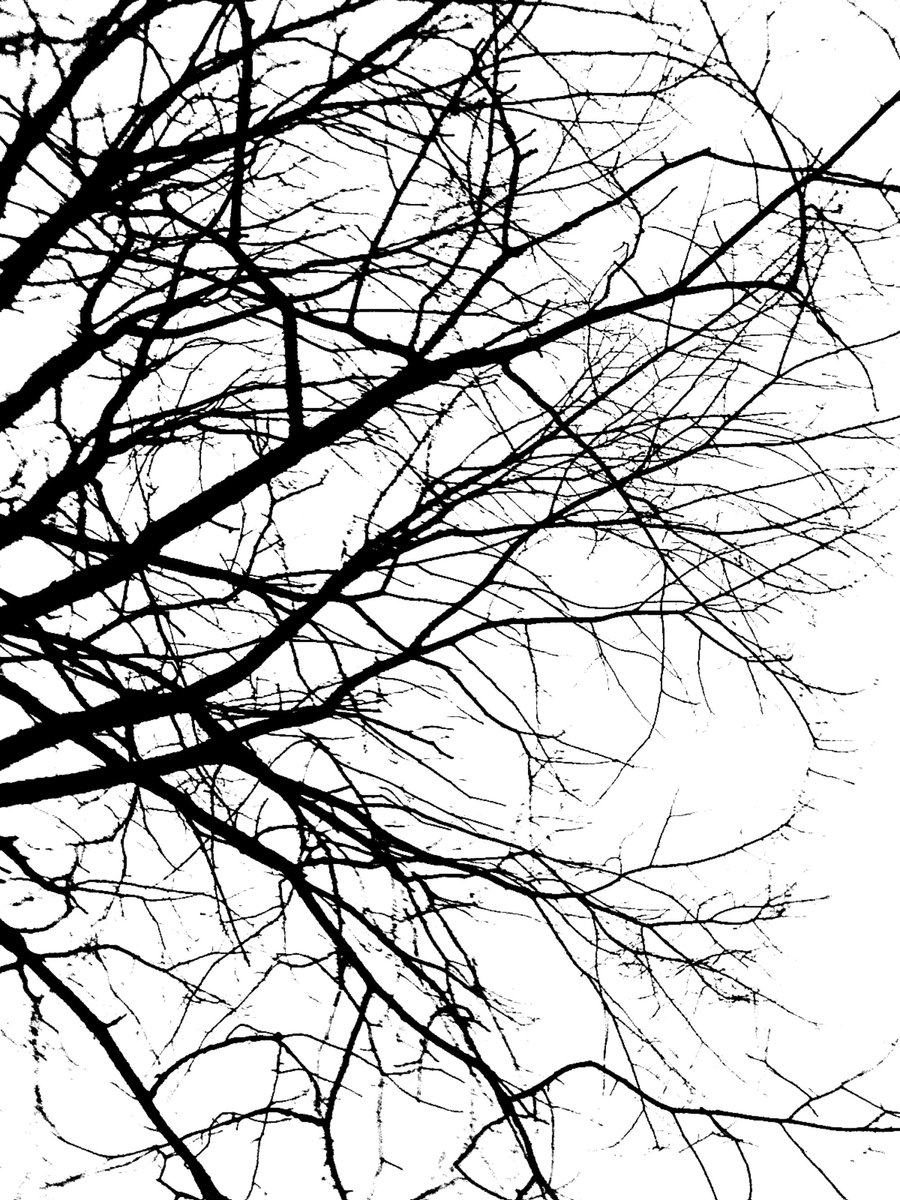 Tree Branches Silhouette Wallpaper Tree branch design by