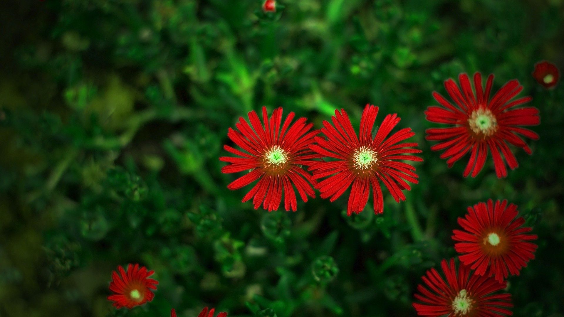 Red Flower Background - WallpaperSafari