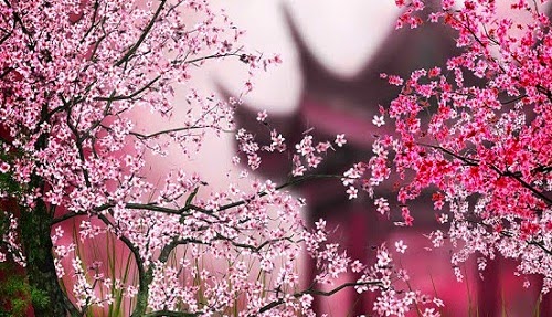 Sakura Live Wallpaper Android Apps