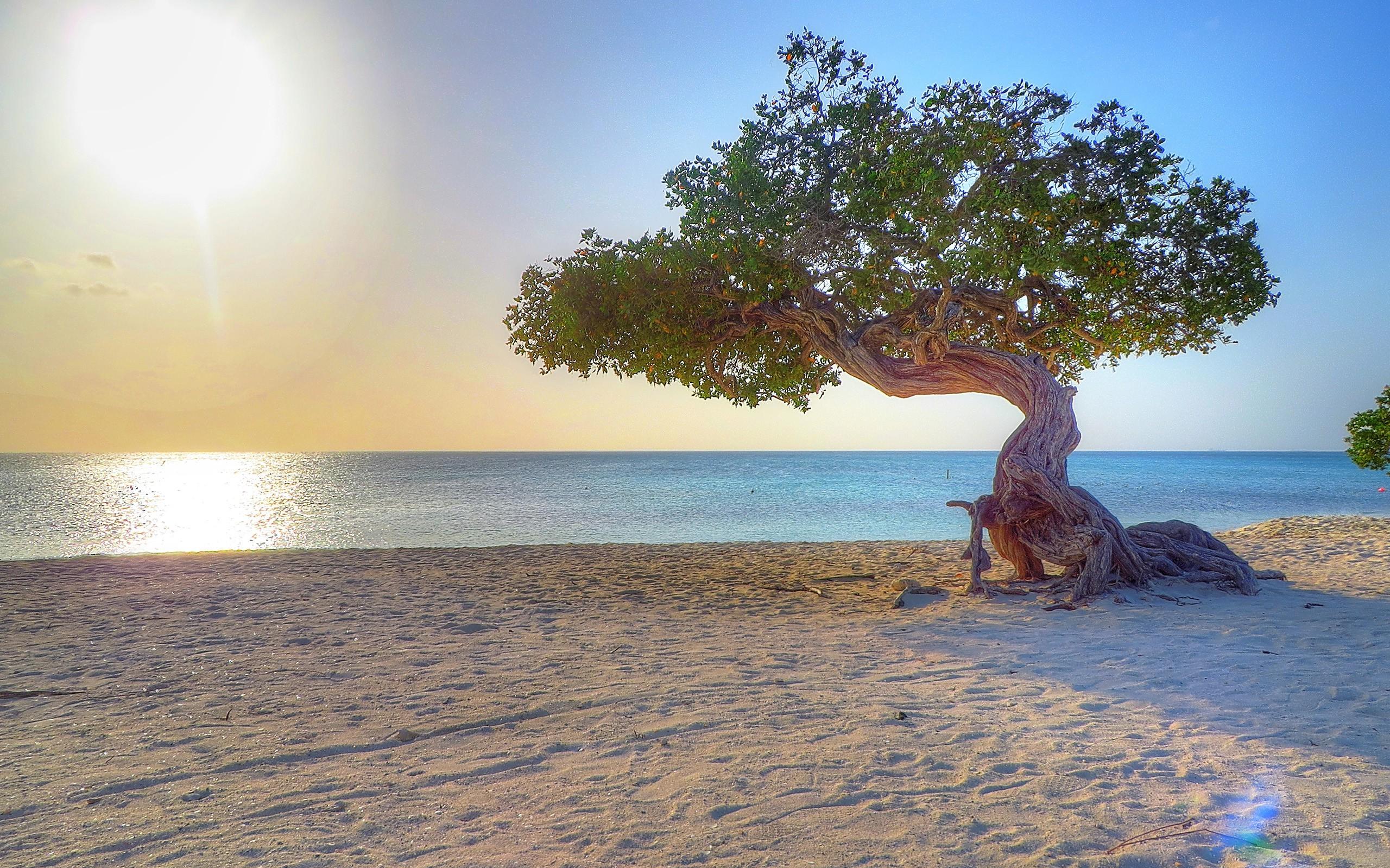 Aruba Beach Dividivi Wallpaper HD Desktop And Mobile Background