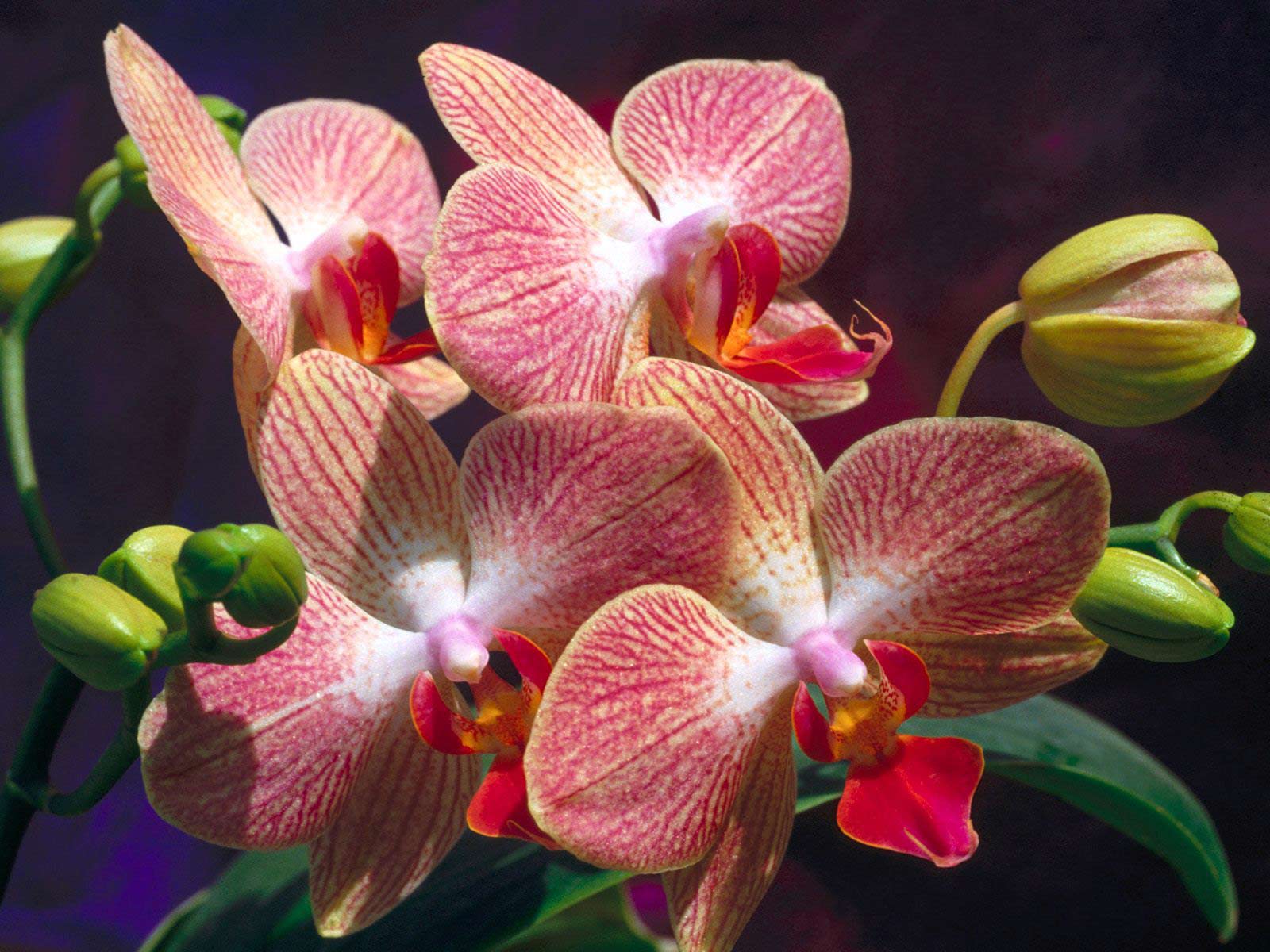 Flowers Wallpaper Orchids