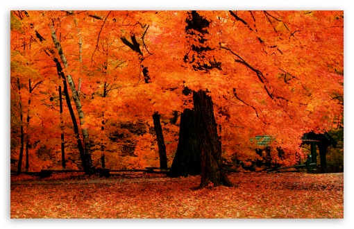 Orange Fall HD Desktop Wallpaper Widescreen High Definition