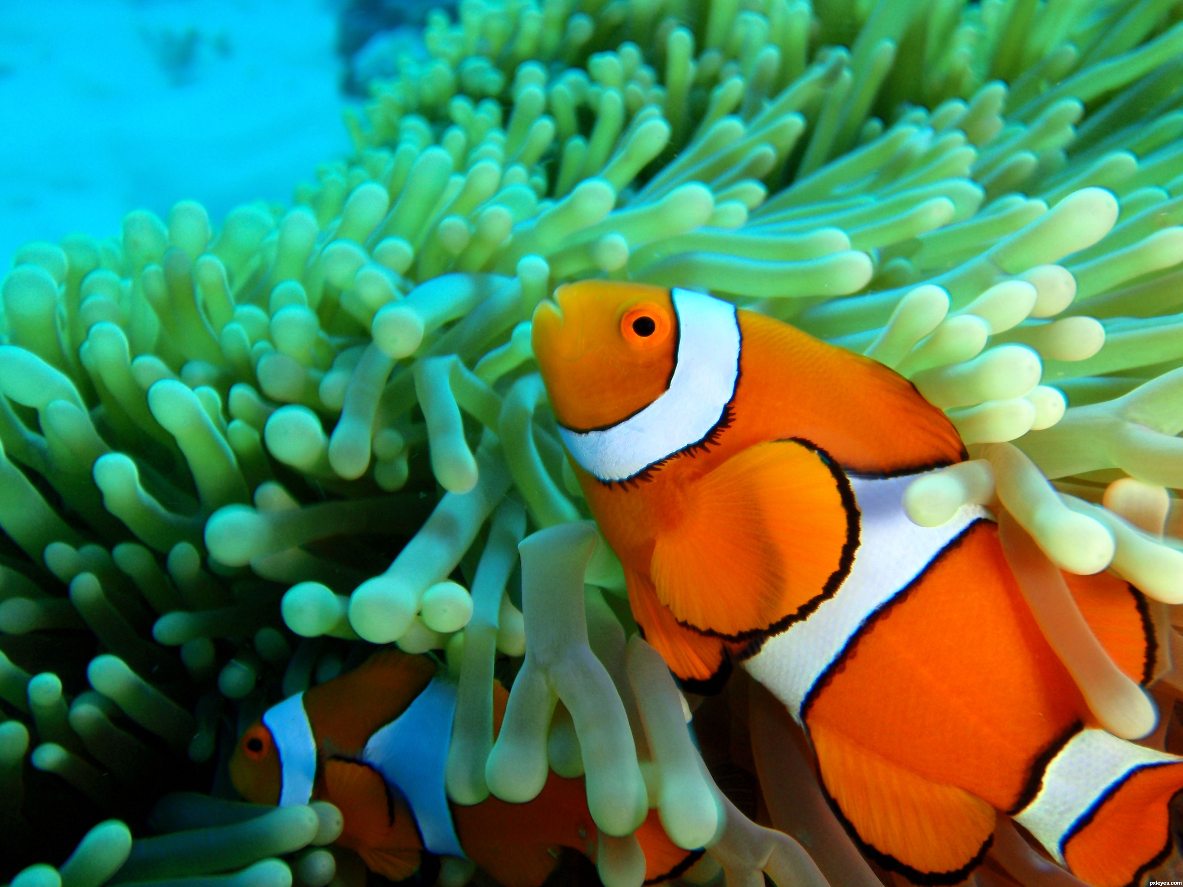 Desktop Wallpaper HD Clown Fish Fish Fish Hd Clownfish 3968x2976