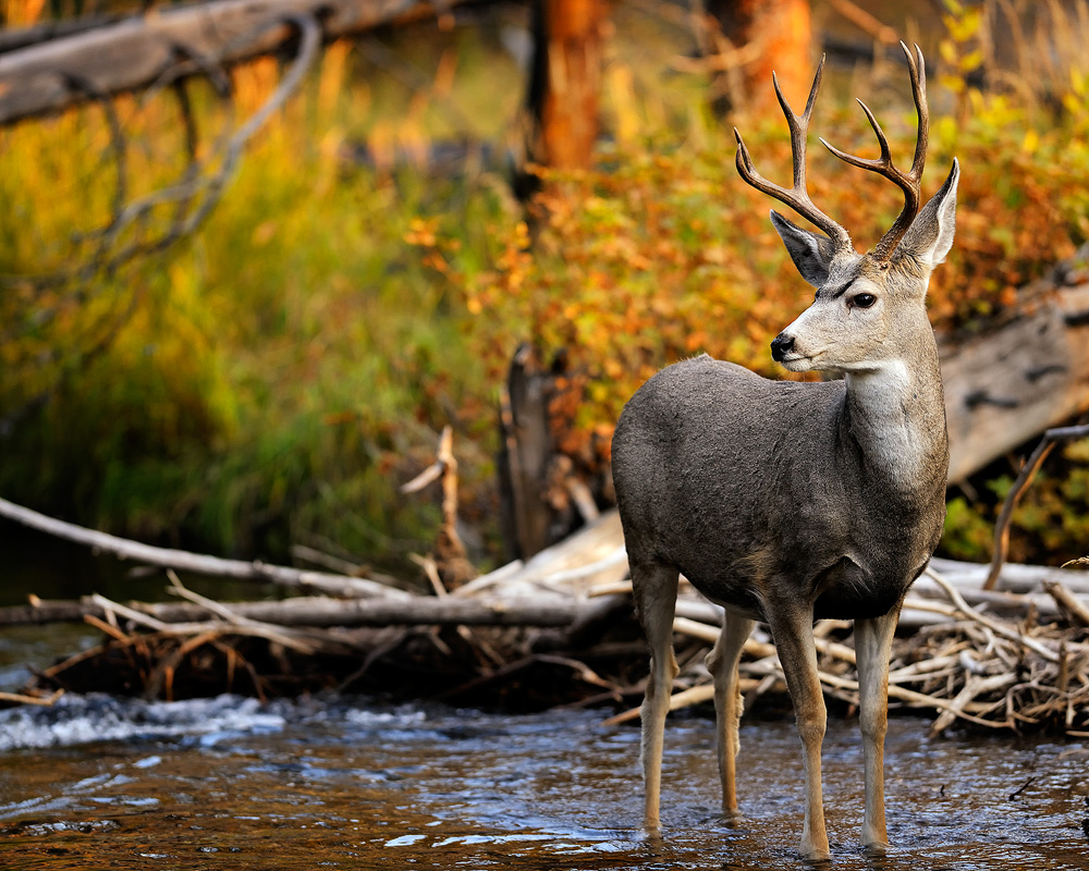 Mule Deer Buck In A Stream Fine Art Nature Photography by Steve