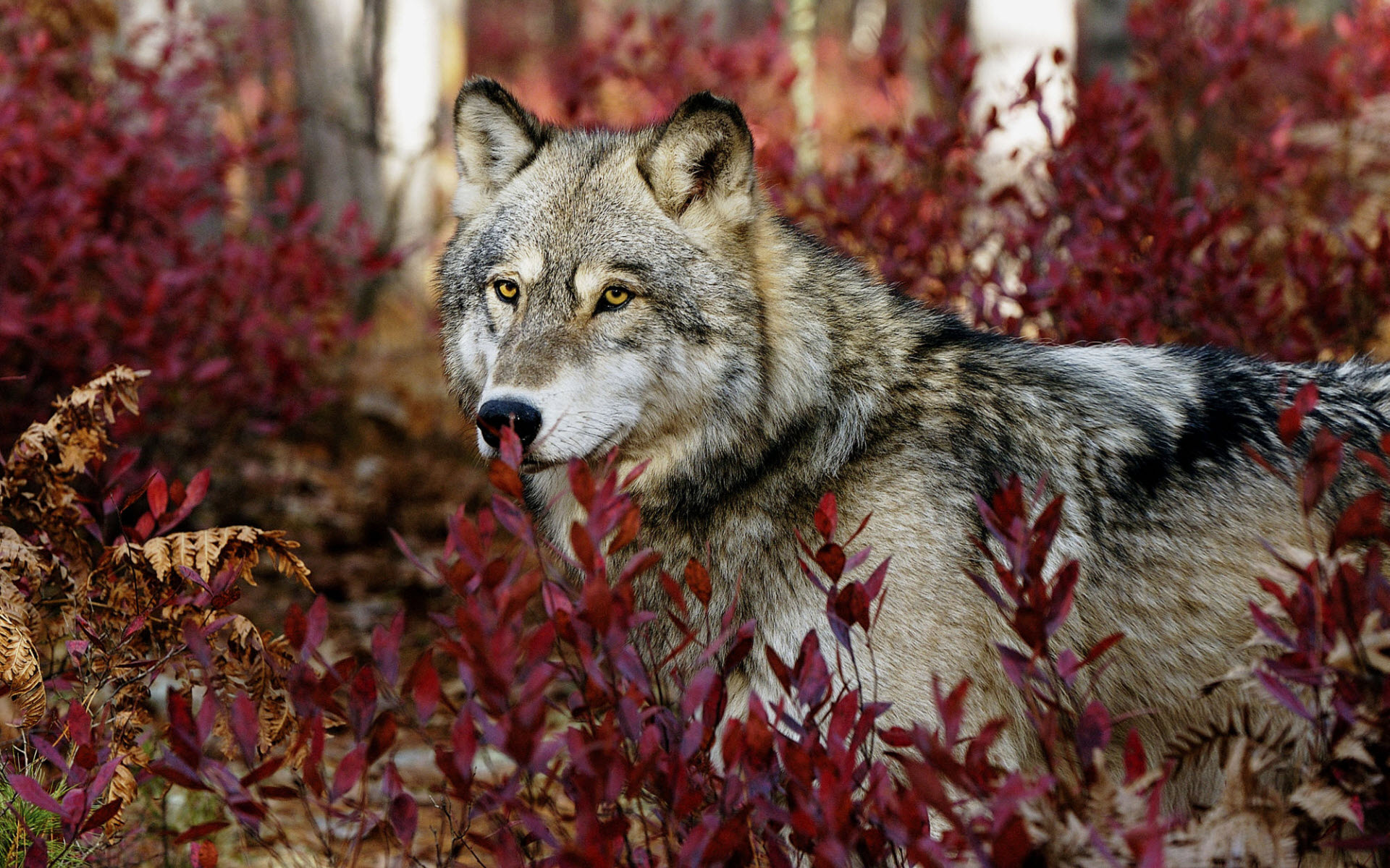 Gray Wolf Wallpapers HD Wallpapers